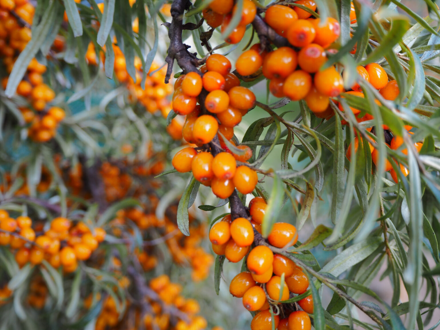 Altai Sea Buckthorn Oblepikha